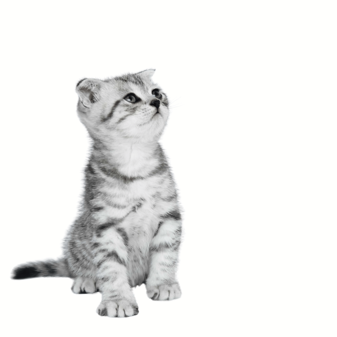 cute-kitten a grey kitten on a white background