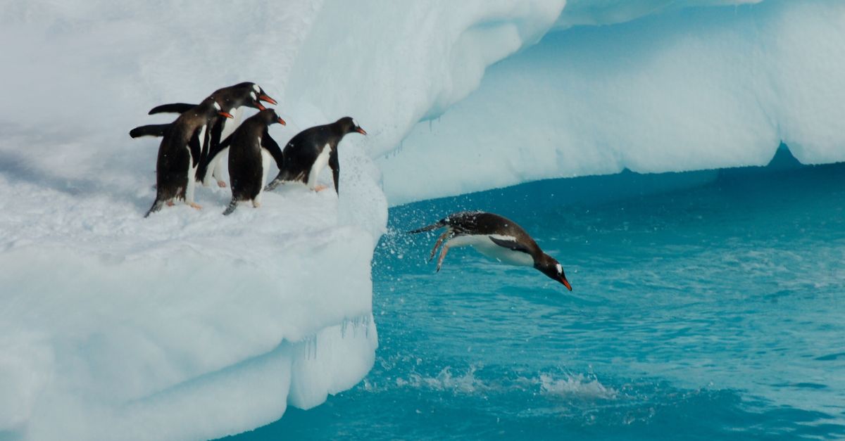 what-is-change-leadership-featured Penguins gather at the edge of an iceberg. The leader dives into the sea and others move to follow.