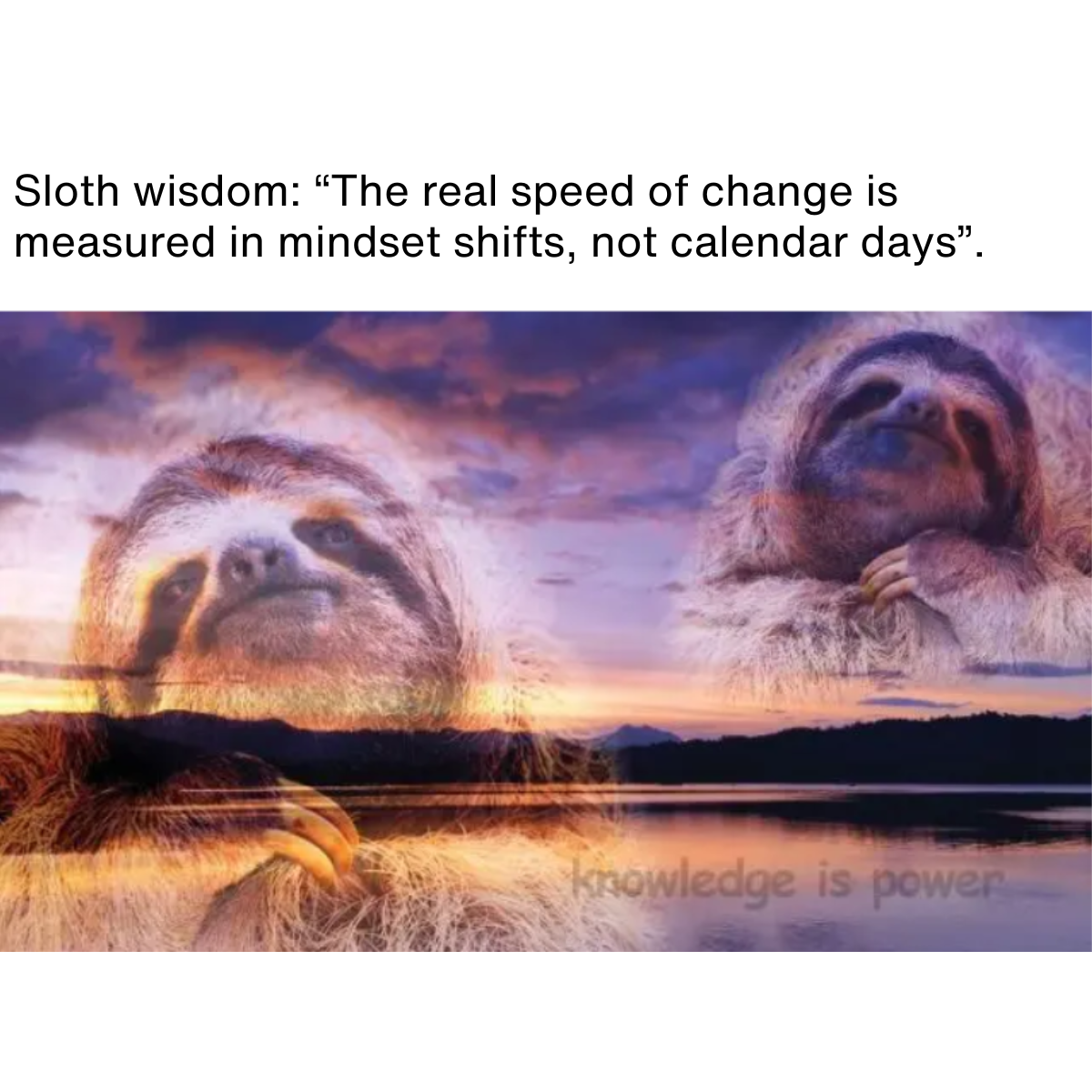 Copy of Change Campaign – 20 Memes (8) Meme description: Two sloths pondering Meme text: Sloth wisdom: "The real speed of change is measured in mindset shifts, not calendar days".