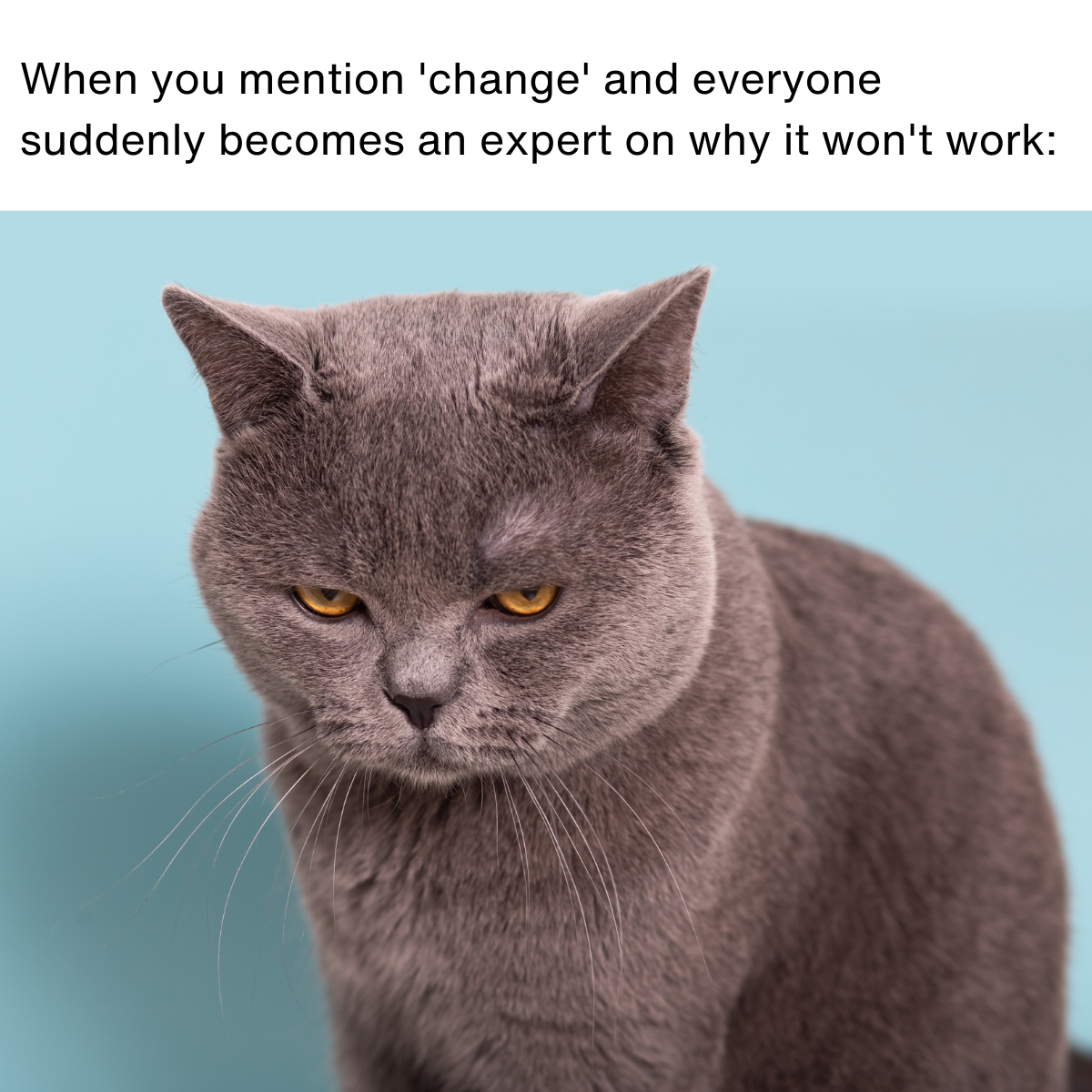 Copy of Change Campaign – 20 Memes Meme description: Disgruntled looking cat Meme text: When you mention 'change' and everyone suddenly becomes an expert on why it won't work: