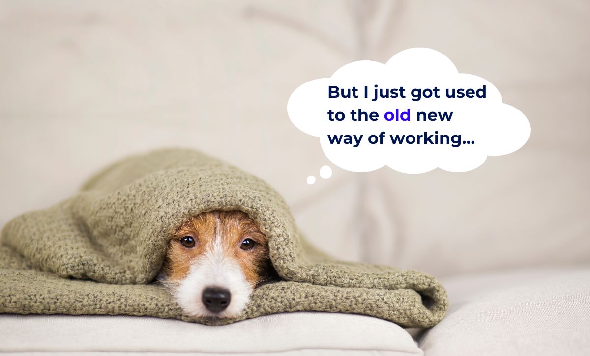 change-resistance-meme-new-ways-of-working A jack russell terrier with a blanket over him looking tired. A thought bubble reads "But I just got used to the old new way of working."
